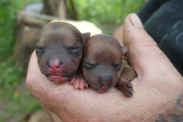 Kleine Hunde Nahsicht — Stockfoto