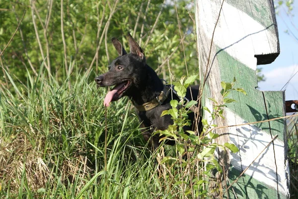 Cão Preto Vista Perto — Fotografia de Stock