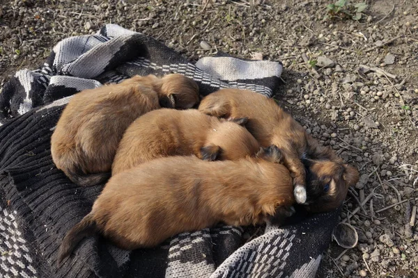 Cães Pequenos Vista Close — Fotografia de Stock