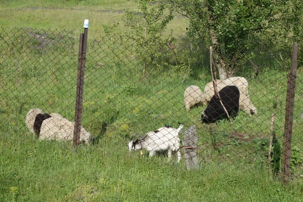 Schapen Grazen Het Gras Transcarpathie — Stockfoto