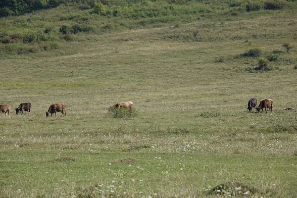 Cows Graze Grass Transcarpathia — Stock Photo, Image