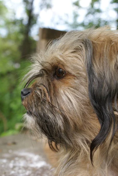 Niedlicher Hund Nahsicht — Stockfoto