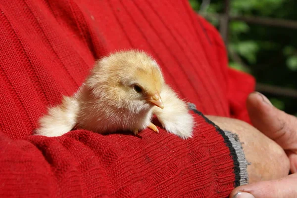 Pollo Pequeño Manos Humanas —  Fotos de Stock