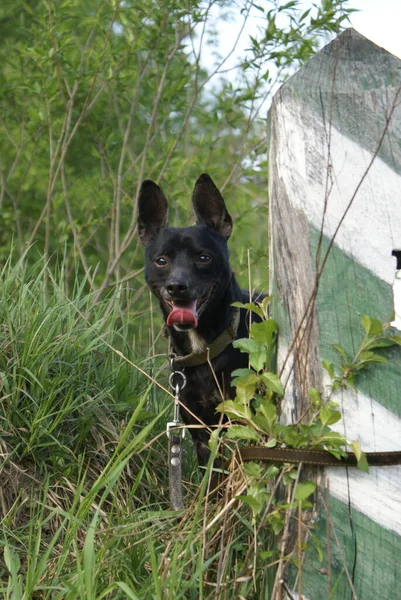 Cão Preto Vista Perto — Fotografia de Stock