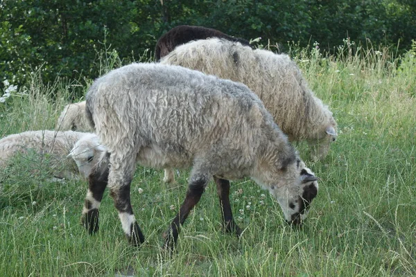 Schafe Weiden Das Gras Transkarpatien — Stockfoto