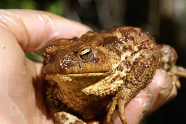 Man holds in his hand a large toad