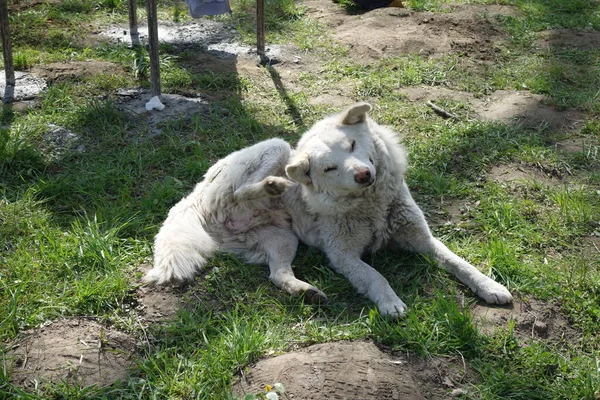 Viejo Perro Blanco Aire Libre —  Fotos de Stock