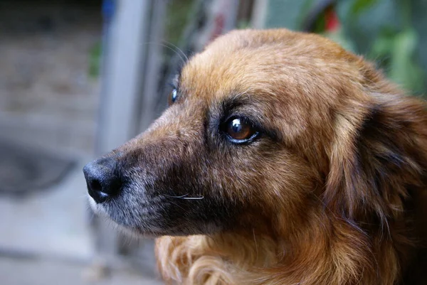 Close Vista Cão Bonito Amigável — Fotografia de Stock