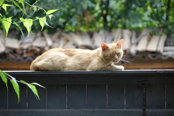 可爱红头发猫的特写 — 图库照片