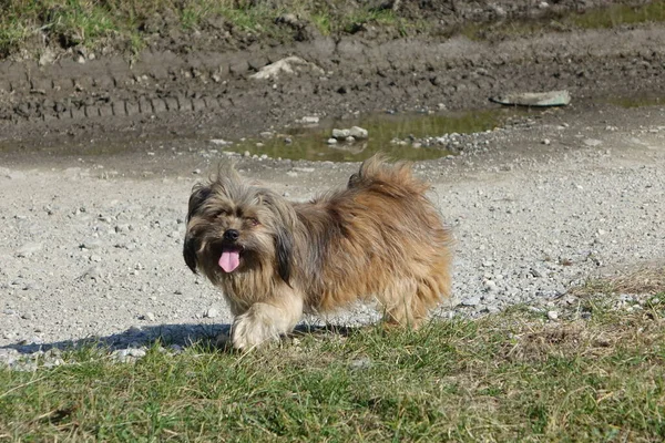 Порода Собак Йоркширский Терьер Земле — стоковое фото