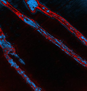 Soyut arkaplan, doku. Mavi ve kırmızı 