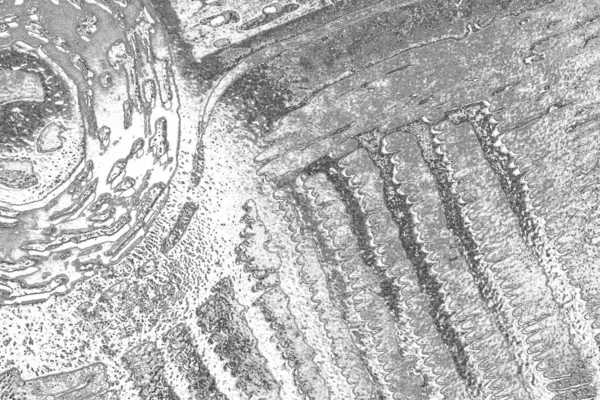 Soyut grungy desenli siyah beyaz arkaplan