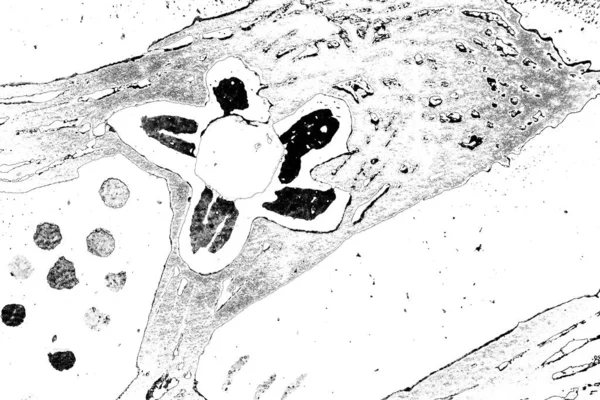 Soyut Grungy Desenli Siyah Beyaz Arkaplan — Stok fotoğraf