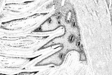 Soyut arkaplan. Monokrom dokusu. Resim siyah ve beyaz tonları içerir.