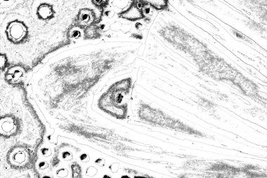 Soyut arkaplan. Monokrom dokusu. Resim siyah ve beyaz tonları içerir.