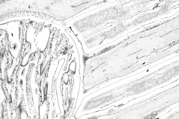Abstrakcyjne Tło Monochromatyczna Faktura Obraz Zawiera Efekt Odcieni Czerni Bieli — Zdjęcie stockowe