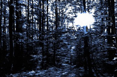 Kış mevsiminde yağlı boya etkisiyle donmuş orman