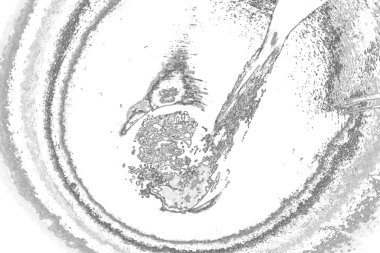 Soyut arkaplan. Monokrom dokusu. Resim siyah ve beyaz tonları içerir.