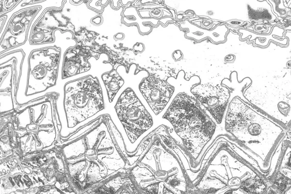 Абстрактный Фон Монохромная Текстура Изображение Включает Себя Эффект Черно Белых — стоковое фото