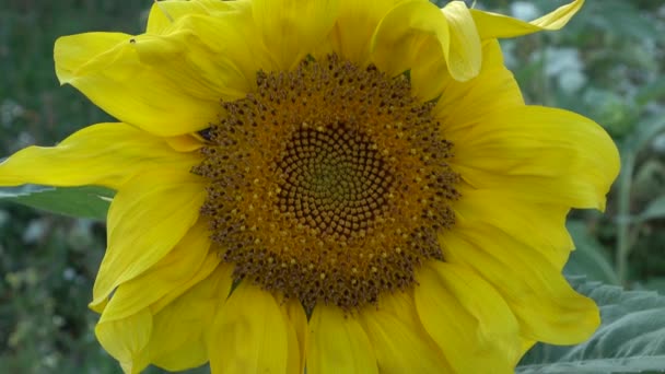 Nahaufnahme Schöne Gelbe Sonnenblume — Stockvideo