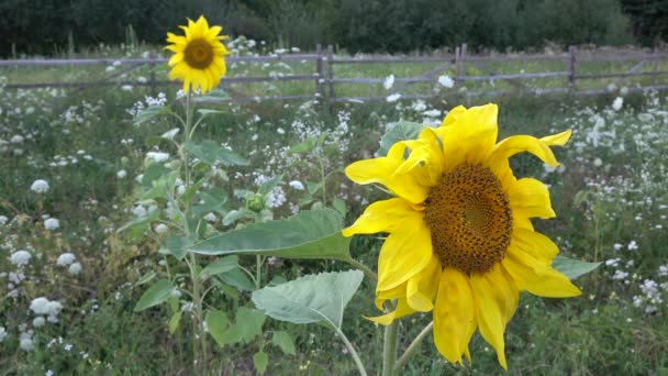 Schöne Gelbe Sonnenblumen Auf Einem Feld — Stockvideo