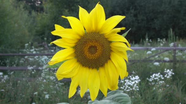 Nahaufnahme Schöne Gelbe Sonnenblume — Stockvideo