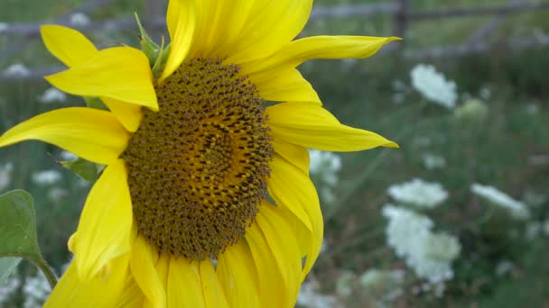 Gros Plan Beau Tournesol Jaune — Video