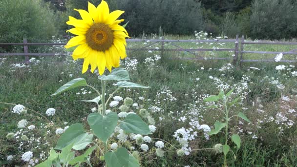 Nahaufnahme Schöne Gelbe Sonnenblume — Stockvideo