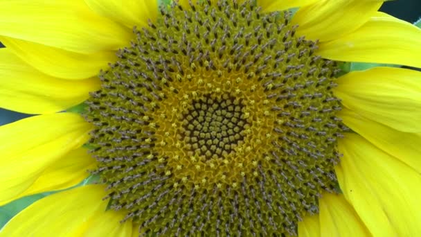 Gros Plan Beau Tournesol Jaune — Video