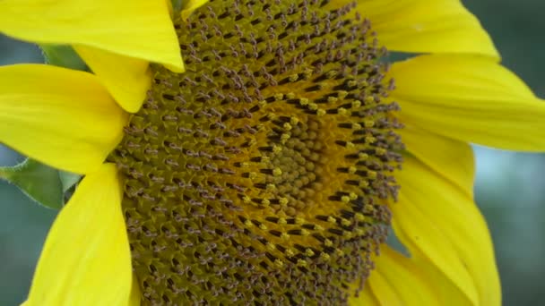 Gros Plan Beau Tournesol Jaune — Video