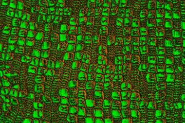 Soyut arkaplan. Çoklu renkli doku çizimi.