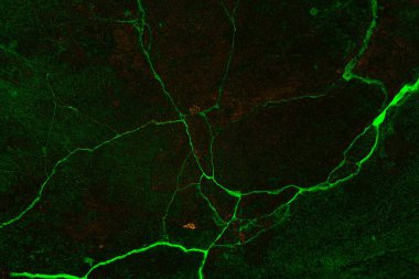 Soyut arkaplan. Çoklu renkli doku çizimi.