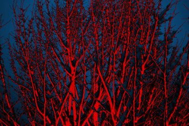 Soyut arkaplan, çok renkli arkaplan