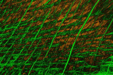 Soyut arkaplan. Çoklu renkli doku çizimi