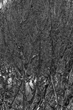 Soyut arkaplan. Monokrom dokusu. Resim siyah ve beyaz tonları içerir.