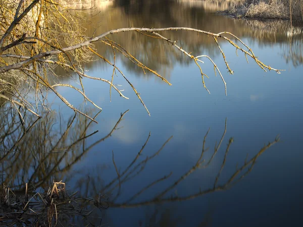 Återspeglar grenen av ett träd — Stockfoto