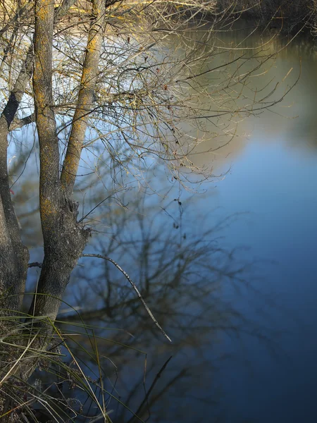 Träd på flodstranden — Stockfoto