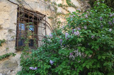 bitkiler ile rustik pencere