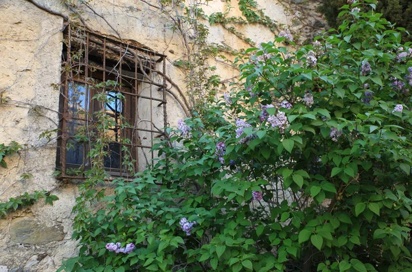 bitkiler ile rustik pencere