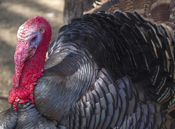 Black male turkey — Stock Photo, Image