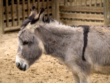 Afrika eşek profili