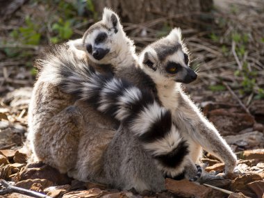 Lemurlar yere sarıldım