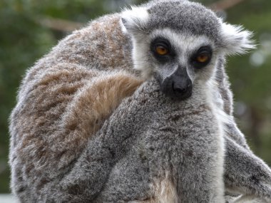 Lemur portre belirterek