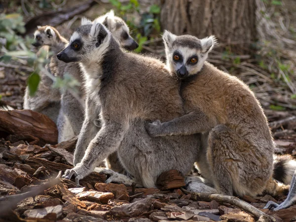Lemur ön kucakladı