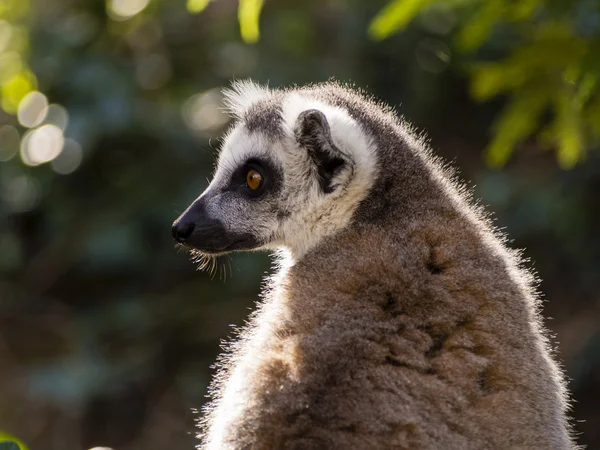 Porträt des Lemurenprofils — Stockfoto