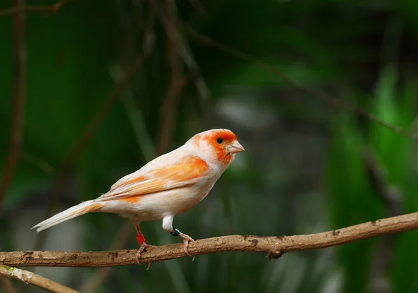 Canari sur une branche — Photo