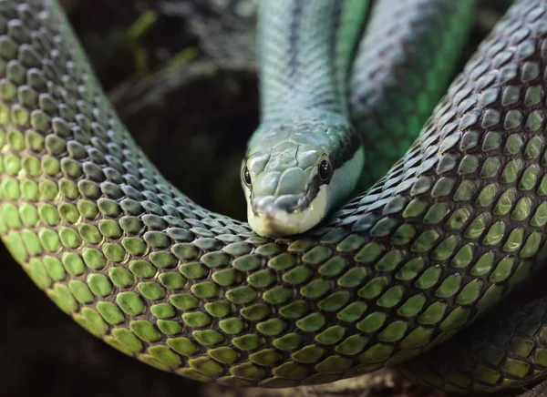 Serpiente verde Latigo — Foto de Stock