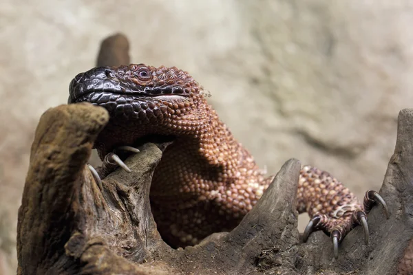 Lagarto de monstro de Gila — Fotografia de Stock