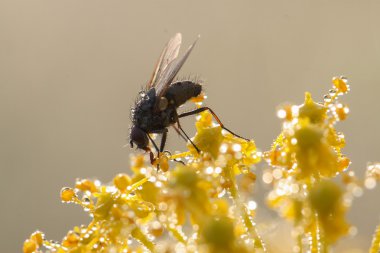 Bir bitkinin üzerinde uç