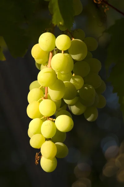 Виноград на фоне тени — стоковое фото